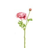 Ranunculus Nora tallo abierto